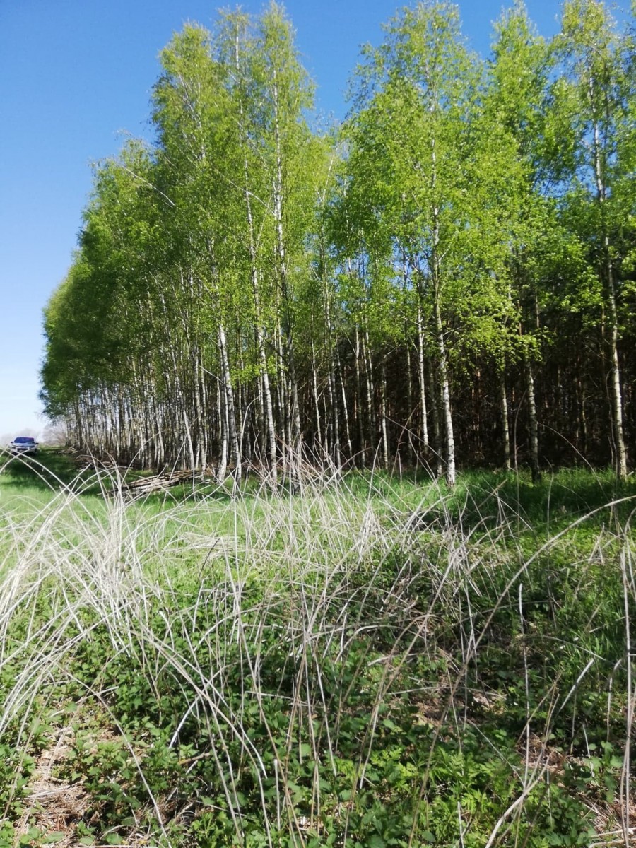 KAMIEŃCZYK SIELSKO I ANIELSKO